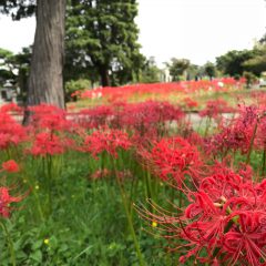 平成30年9月　明日でお彼岸明けです