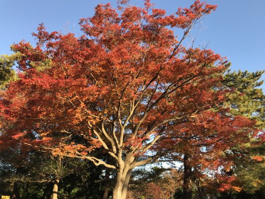 八柱霊園 紅葉見ごろ情報 | 八柱霊園 はぎの家 創業85年