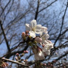 八柱霊園にも桜が咲き始めました